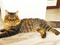2 YAŞINDA BABALIK TECRÜBELİ FULL AŞILI BAKIMLI ASALET KEDİM