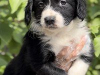 Sevimli Irk Garantili Border Collie Yavrular
