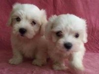 MUHTEŞEM GÜZELLİKTE MALTESE YAVRULARIMIZ