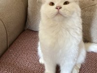 Beyaz scottish fold scottish straight