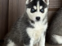 A Kalite Sibirya Kurdu (Husky) Yavrular