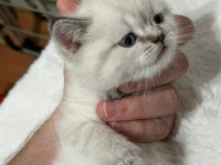 British shorthair silver cinsi dişi