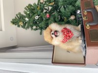 DİŞİ KUSURSUZ TEDDY FACE POMERANİAN BOO SAĞLIKLI