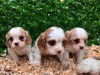 Burkemden A kan cavalier king charles yavruları