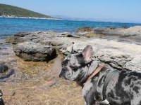 French Bulldog Merly İzmir İçi Dişi Eş Arıyoruz