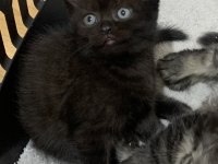 Evden Safkan Show Kalite Scottish Fold Yavrular