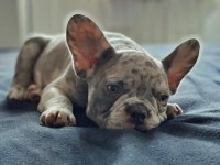 FRENCH BULLDOG YAVRULARI