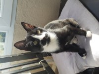 2 aylık yavru smokin tuxedo cinsi annesi öldü yuva olun
