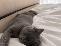 ŞİLA VE PASPAS 85 GÜNLÜK KEDİMİZ