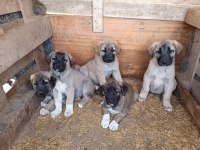 Sivas merkez kangal üretim çiftliği