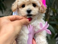 ŞANS MALTIPOO SU
