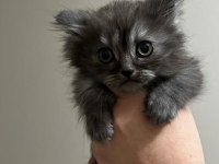 2 aylık british longhair