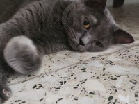 Evde beslediğimiz kendi kedimizin yavruları dişi ve erkek