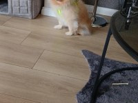 Pomeranian boo zeus
