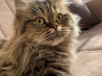 KEDİMİZ MİA YI ÜCRETSİZ SAHİPLENDİRİYORUZ