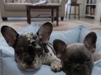 Exotic ve taşıyıcı harika french bulldog bebekler