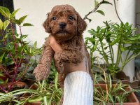 MÜKEMMEL KALİTEDE KIVIR KIVIR TOY POODLE YAVRULAR