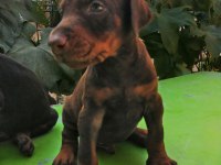 A şecereli anne ve babadan a scrli doberman yavrular