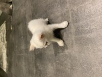 Beyaz yavru british shorthair