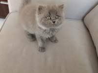 Safkan British longhair prenses