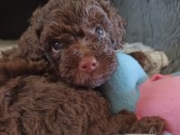 Erkek Toy Poodle Köpeğimiz