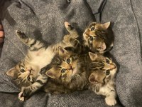 4 TANE YAVRU KEDİYE ACİL YUVA ARIYORUZ