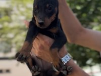 Irk Ve Sağlık Garantili Doberman Bebekler
