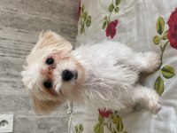 5 aylık dişi maltipoo