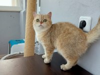 ÜCRETSİZ SCOTTİSH STRAİGHT GOLDEN TABBY DİŞİ