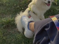 İlgilenemediğimiz için 2 yaşına yakın pomeranian spitz