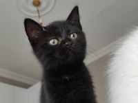 Black scottish fold