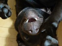 10 aylık Temel eğitimleri almış yavrumuz ucretsiz labrador