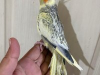 62 günlük kusursuz sultan papağanı bebek