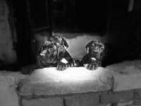 SCR KIF Belgeli Cane Corso