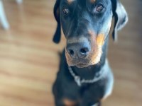 Saygın Doberman yavrular