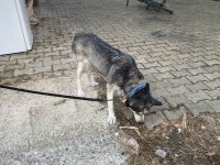 Sibirya kurdu dişi 2 yaşında