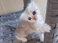 Scottish Fold sahiplendirme