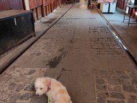 Terrier 2 yaşında maltese