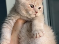 Safkan British Shorthair Fawn 3 aylık erkek