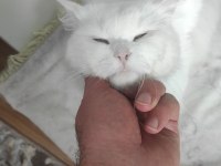 1 yaşında erkek british longhair
