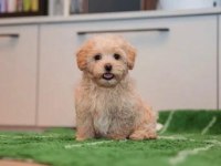 EVDEN SAĞLIKLI MALTİPOO