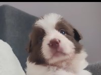 Çok kaliteli border collie yavruları İstanbul