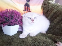 Daha güzel scottish fold yok