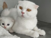 Safkan üretim kedimiz