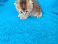 Dişi scottish fold golden