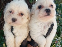 KAR TOPU LEKESİZ SAFKAN MALTESE BEBEKLERİMİZ