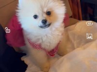 8 Aylık Oyuncu Pomeranian