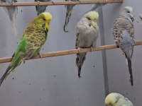Show jumbo muhabbet kuşları