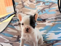 Safkan French Bulldog Yavrular Irk Sağlık Garantili
