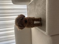Dişi toy poodle